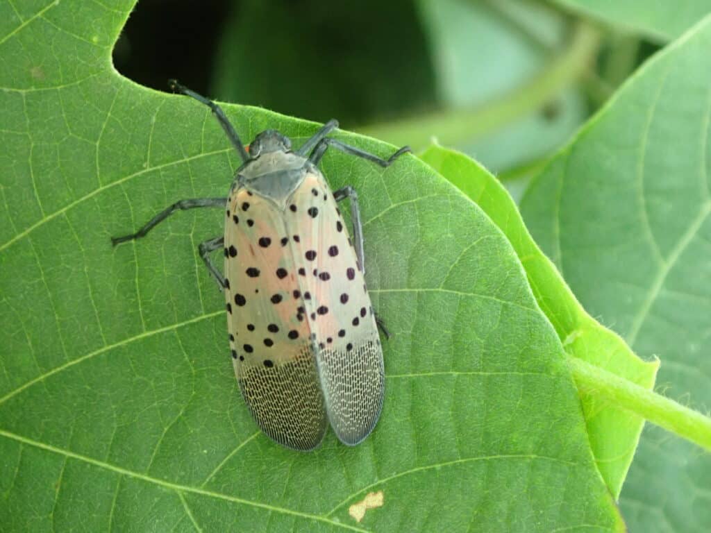 シタベニハゴロモ