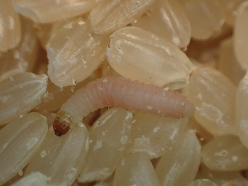 ノシメマダラメイガ