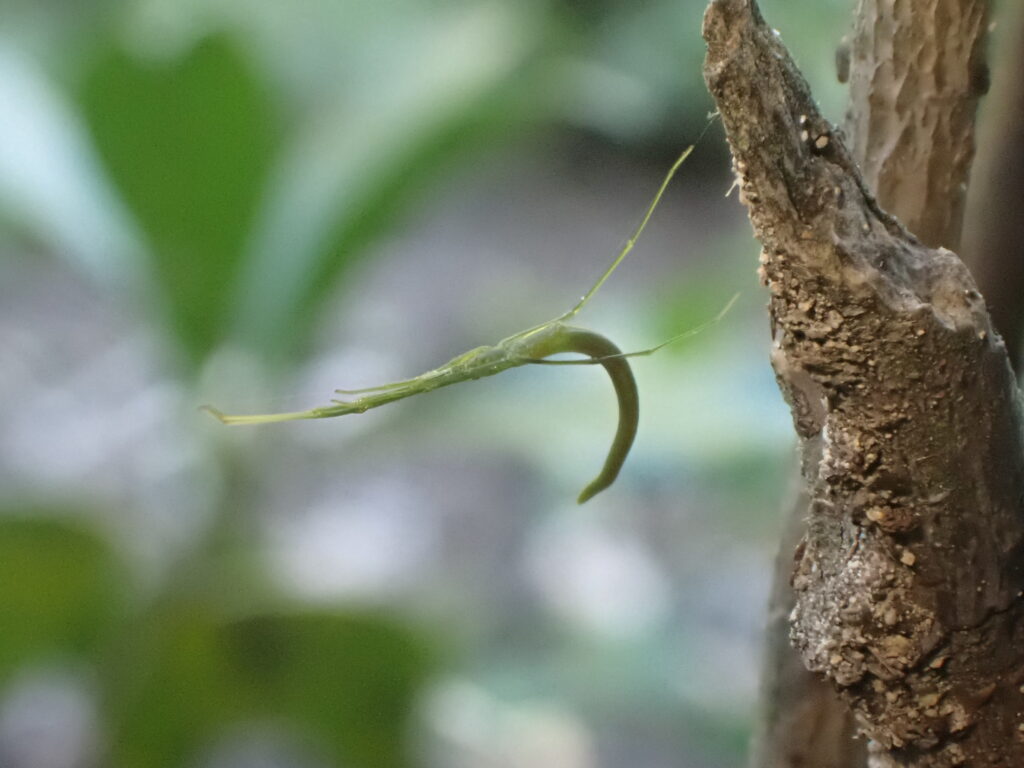 オナガグモ