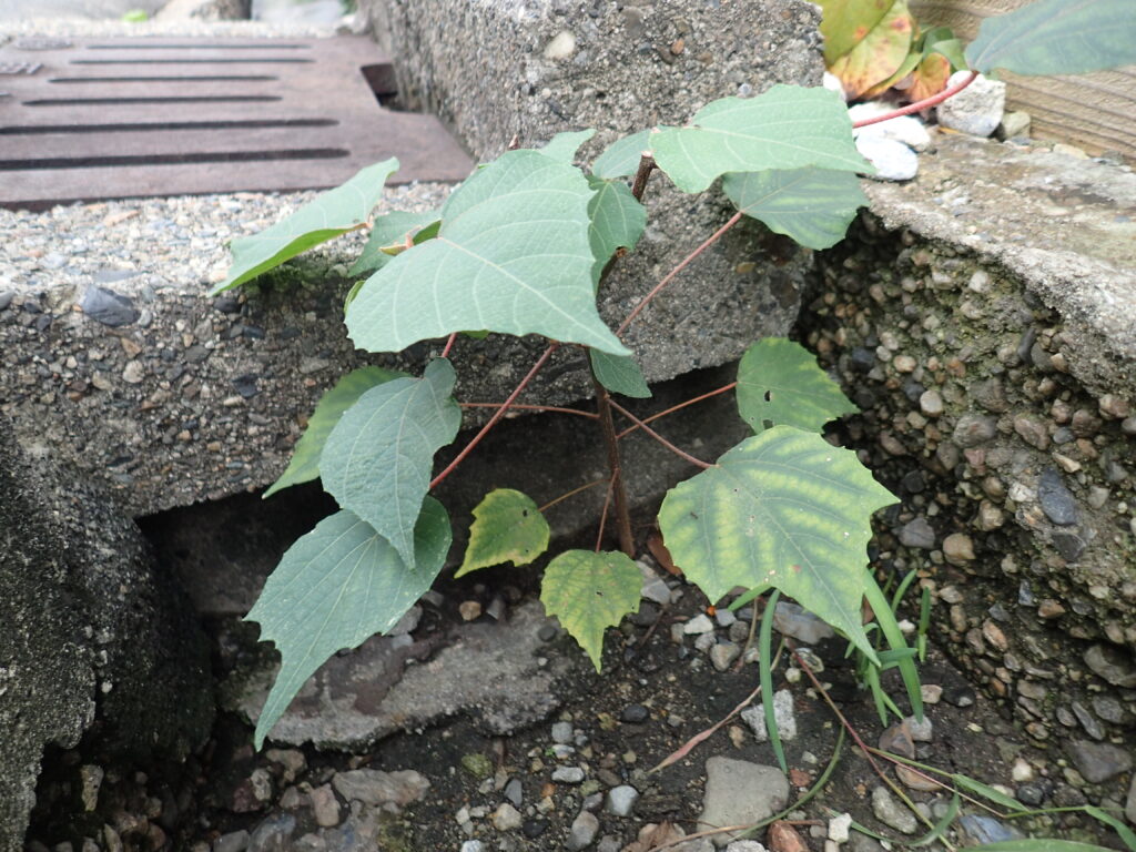 アカメガシワ