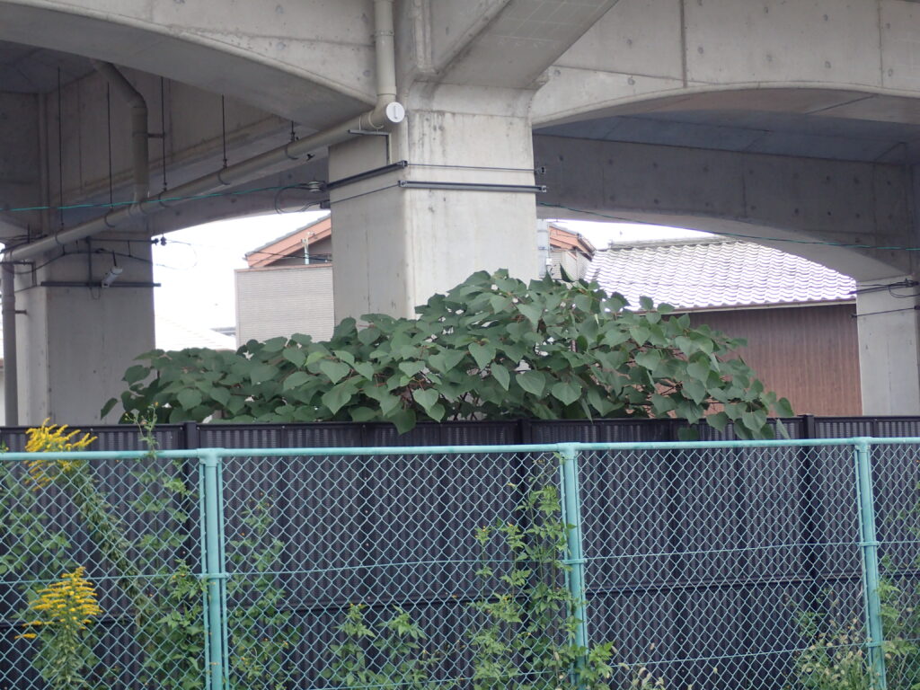 アカメガシワ