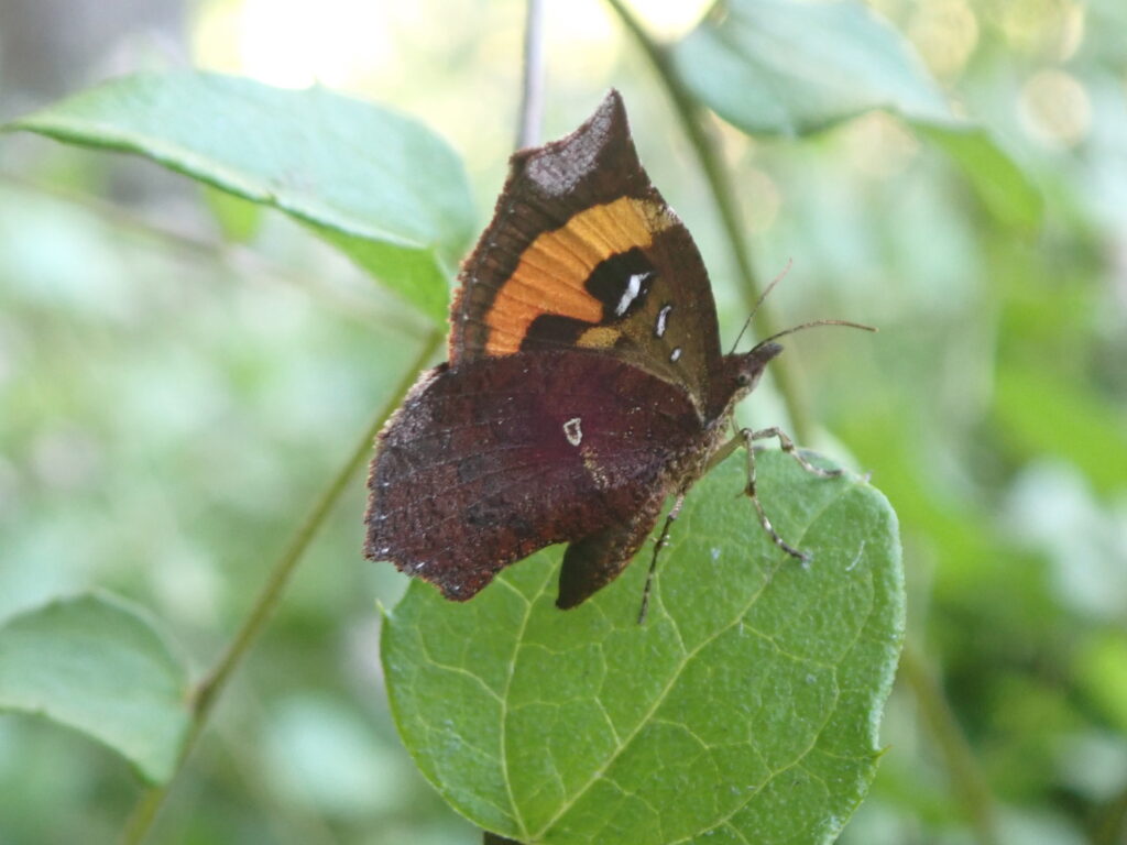 イカリモンガ