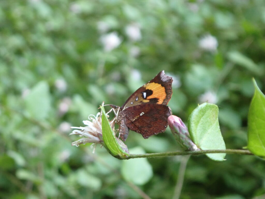 イカリモンガ