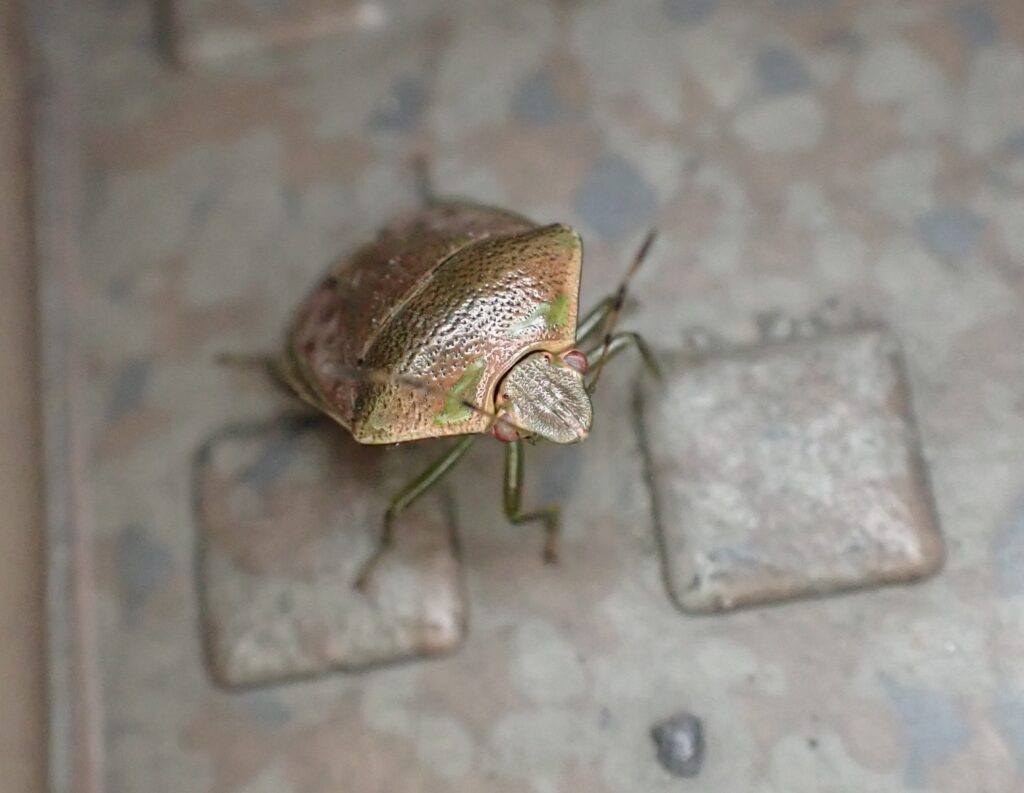チャバネアオカメムシ
