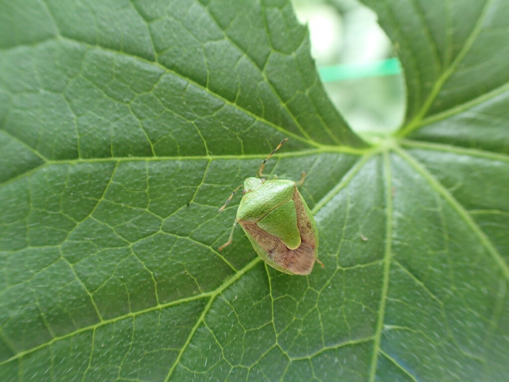 チャバネアオカメムシ