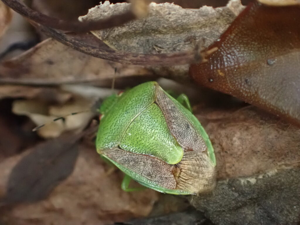 チャバネアオカメムシ
