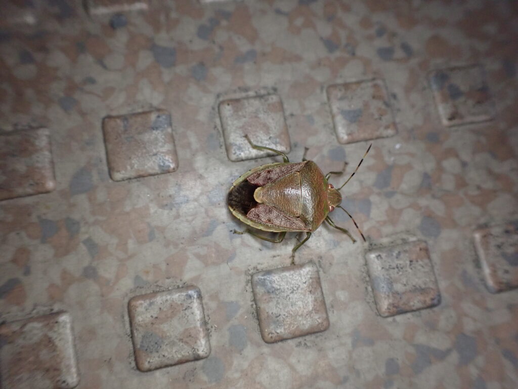 チャバネアオカメムシ