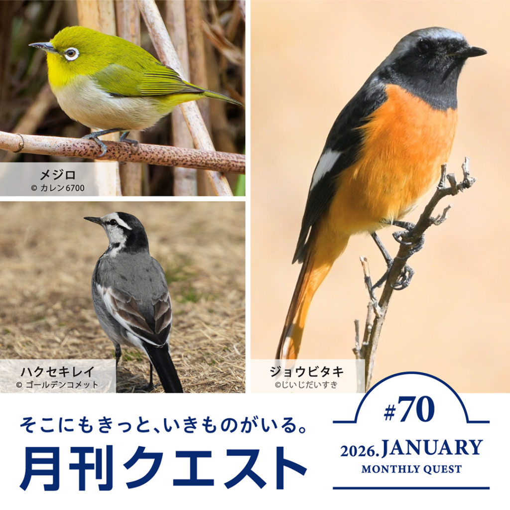 月刊クエスト2026年1月：「冬鳥」を探そう