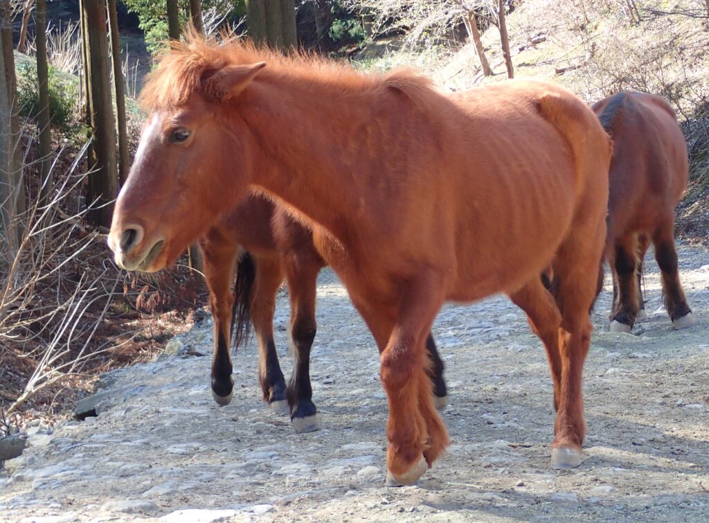 ウマ