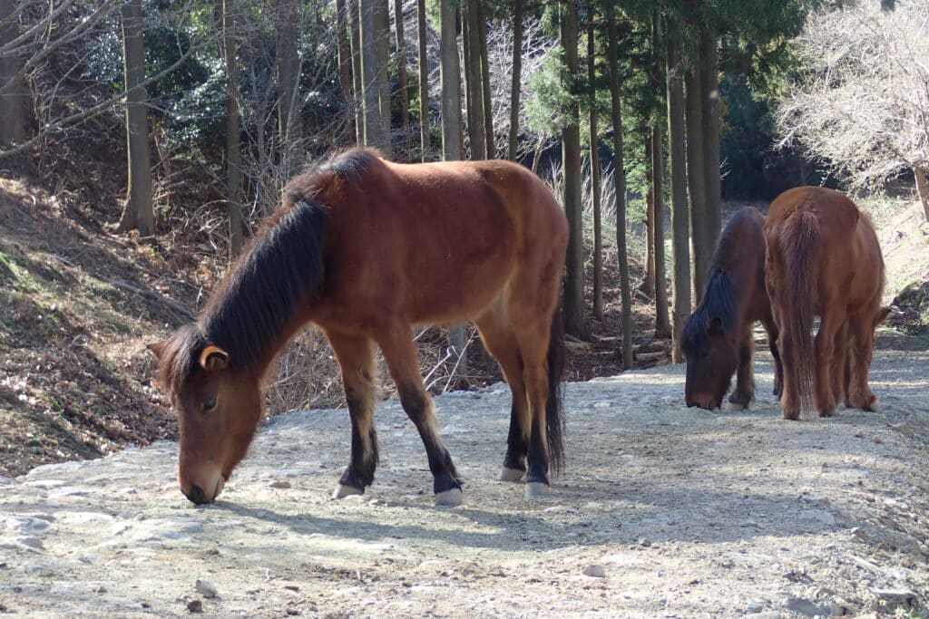 対馬のウマ