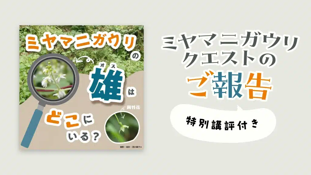 ミヤマニガウリクエストのご報告