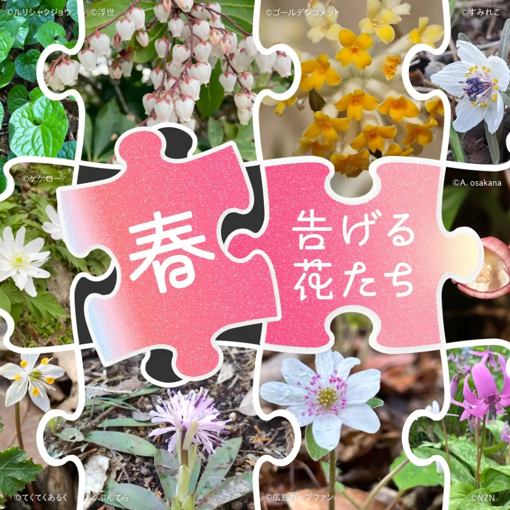 春告げる花たち Spring ephemeral