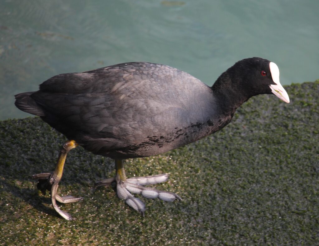 Fulica_atra_(walking)