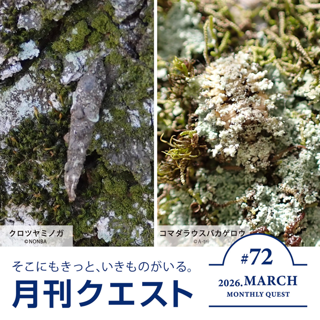月刊クエスト2026年3月：「見る」にフォーカスしよう