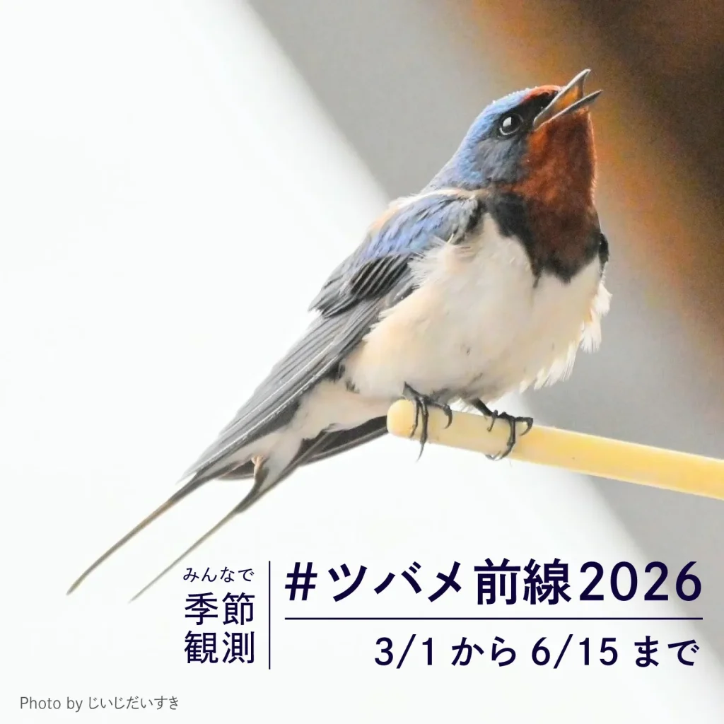 【クエスト情報】#ツバメ前線2026