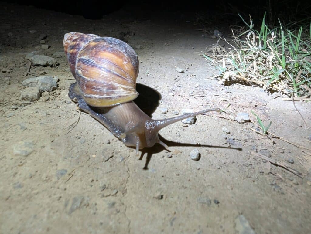 アフリカマイマイ