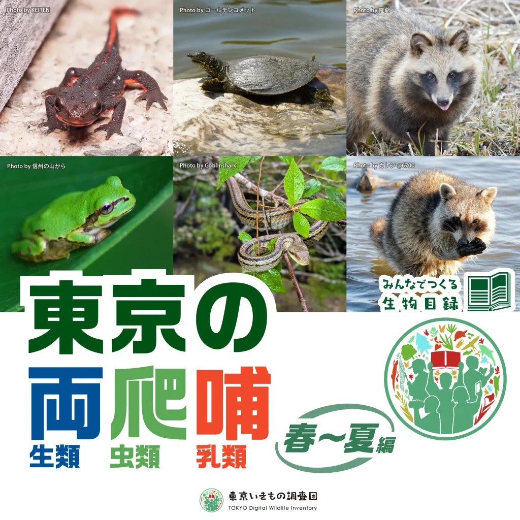 東京いきもの調査団　東京の両爬哺