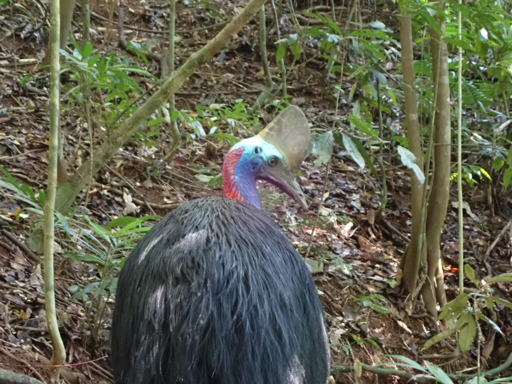 ヒクイドリ