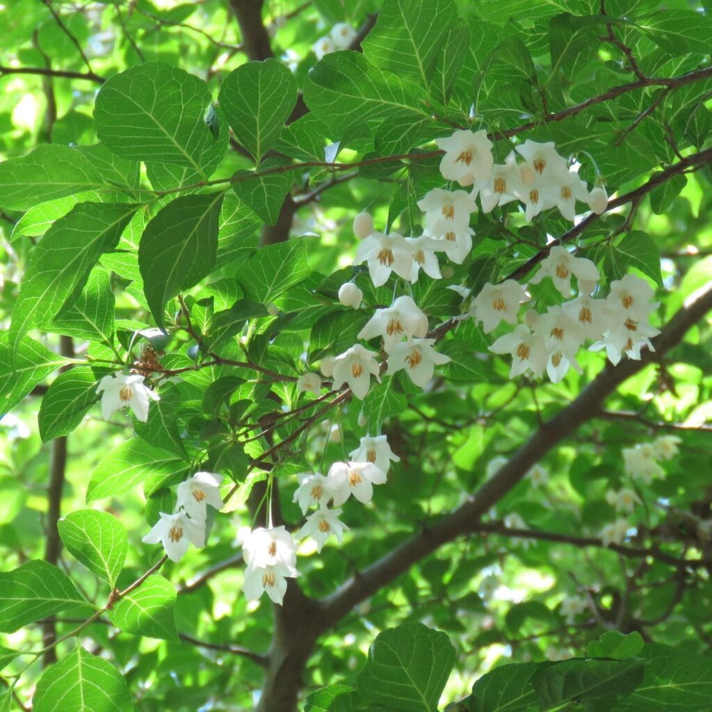 Flower Tree Tour 2026 - いきもの発見日和