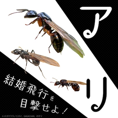 アリの結婚飛行を目撃せよ！