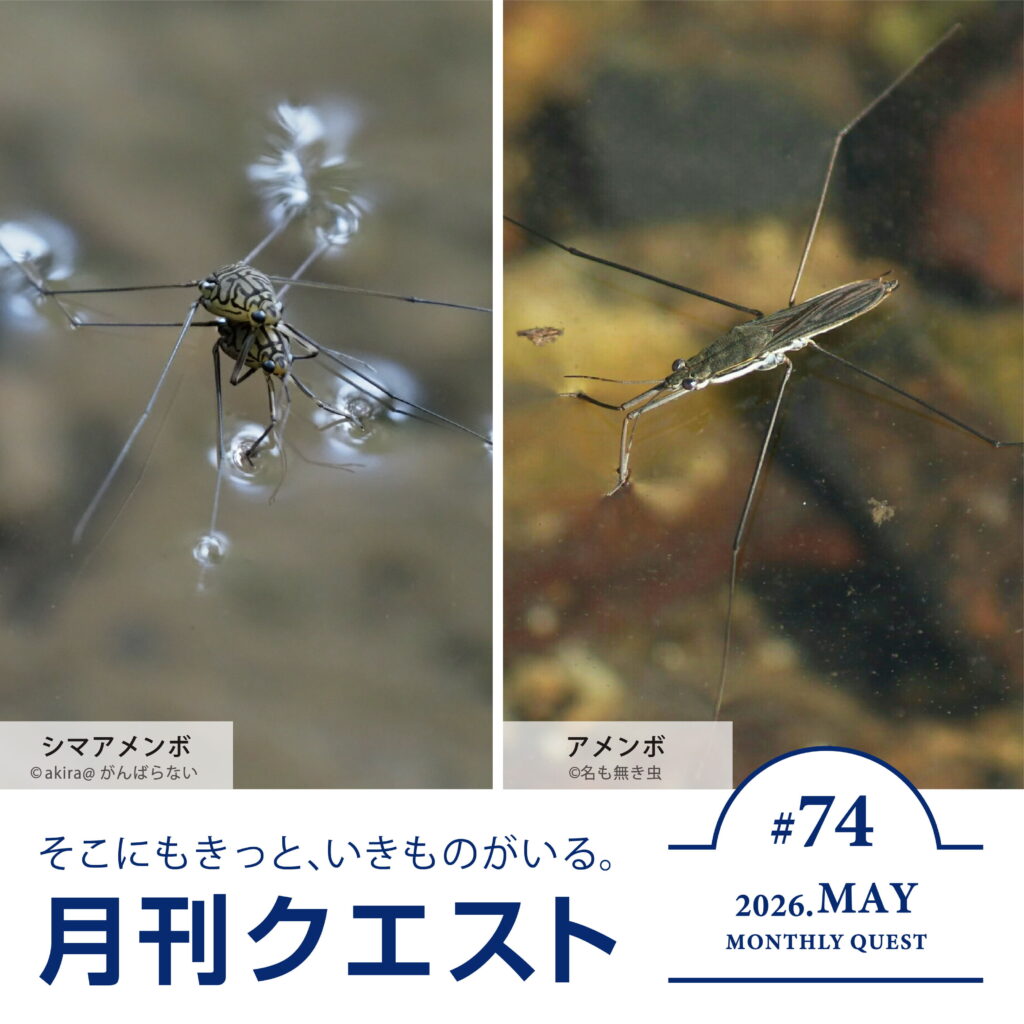月刊クエスト2026年5月：水辺でいきもの探しに挑戦