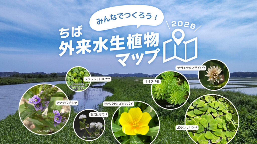 みんなでつくろう！ちば外来水生植物マップ2026