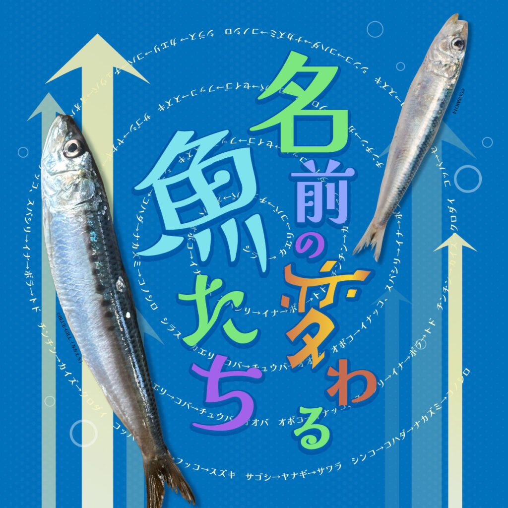 名前の変わる魚たち