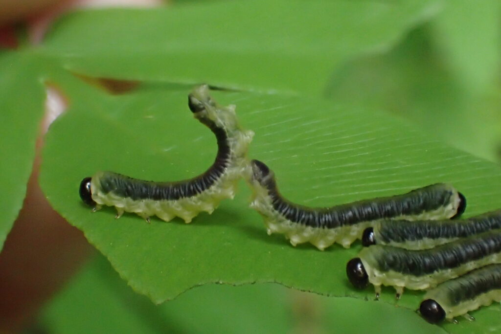 ゼンマイハバチの幼虫