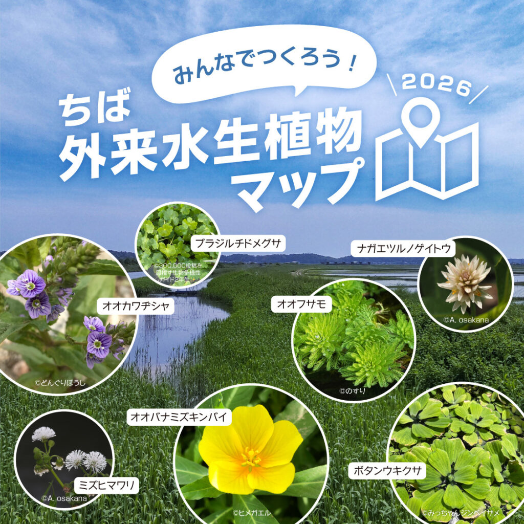 みんなでつくろう！ちば外来水生植物マップ2026