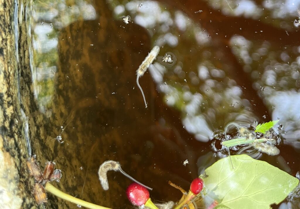 オナガウジ