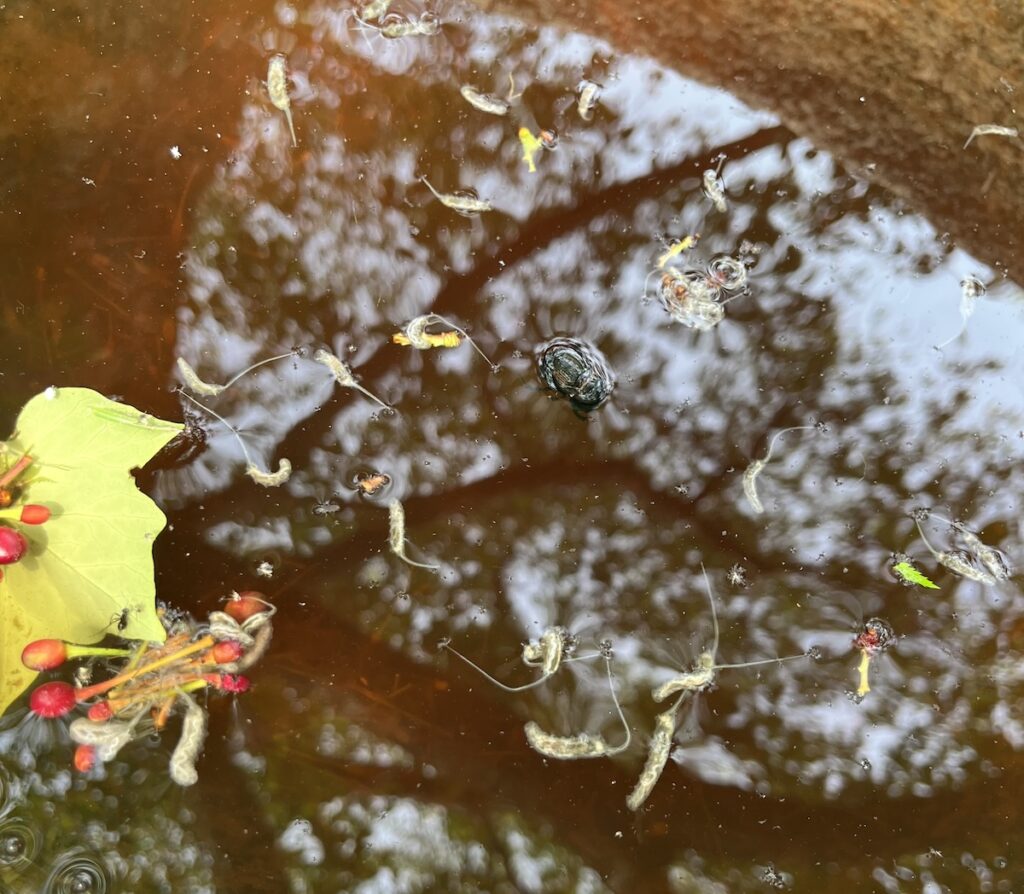 ハナアブの仲間の幼虫