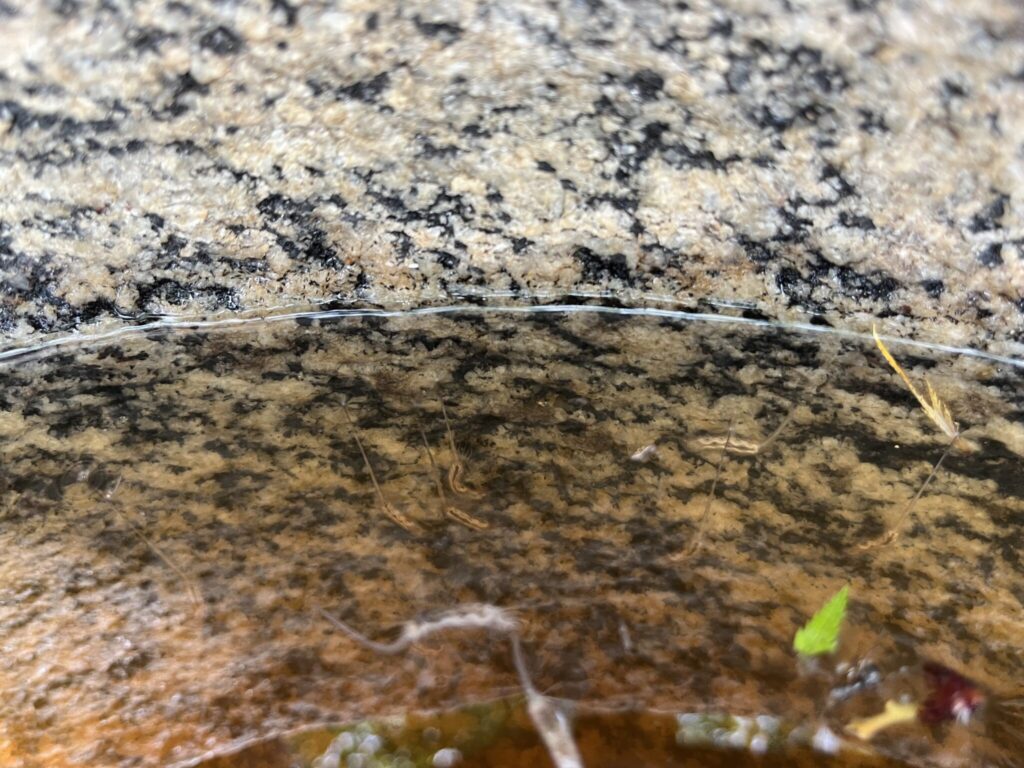 オナガウジ