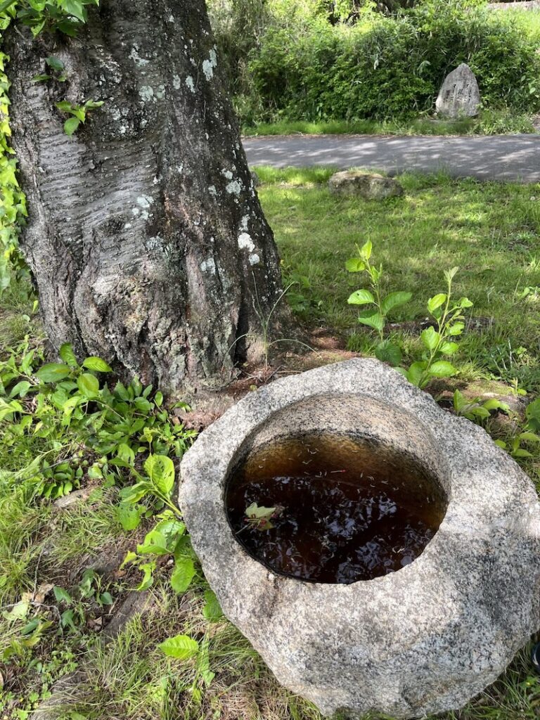 ハナアブの幼虫がいた手水鉢