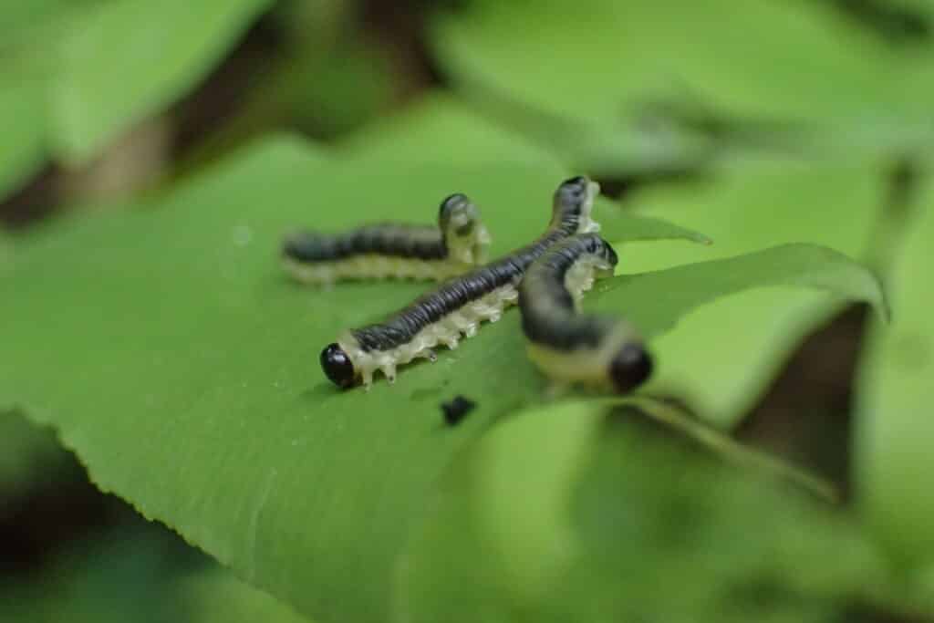 ゼンマイハバチの幼虫