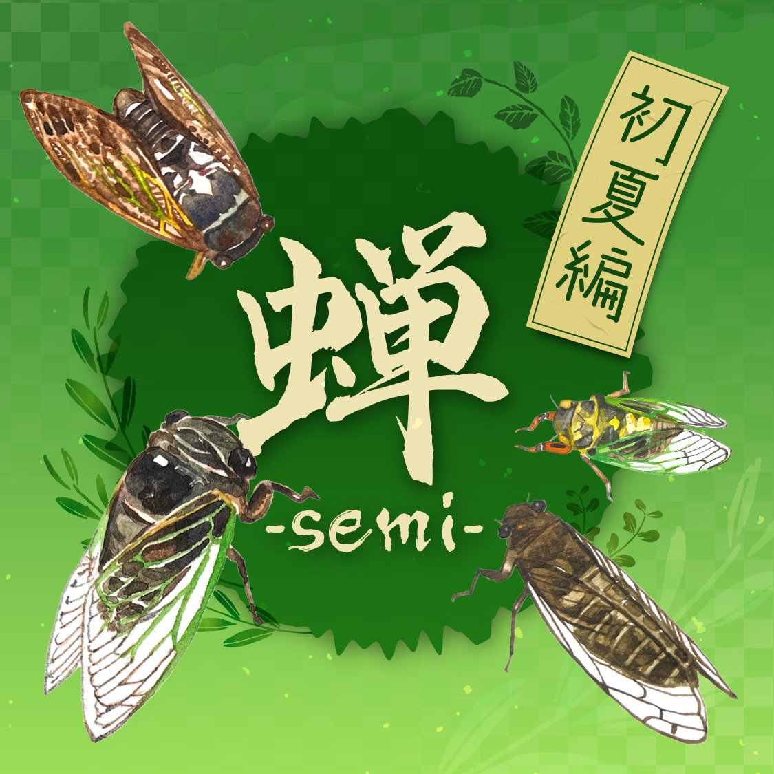 20世紀初頭の蝉 蝉 ～semi～ 初夏編 - いきもの発見日和