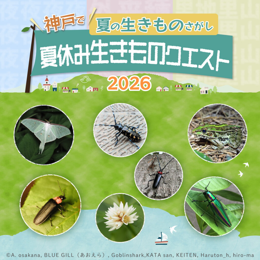 夏休み生きものクエスト2026~神戸で夏の生きものさがし~