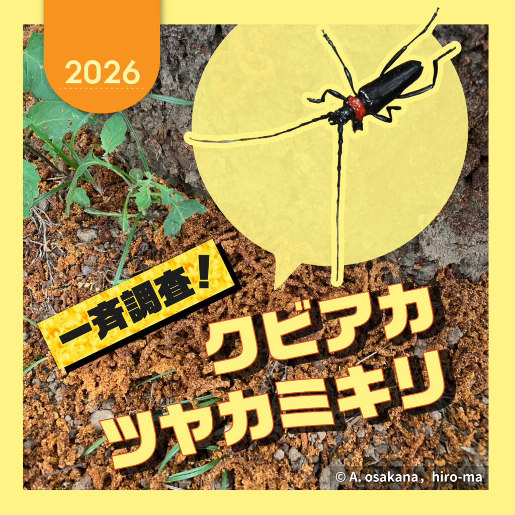 一斉調査！クビアカツヤカミキリ2026