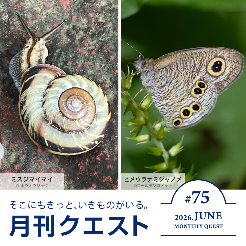 月刊クエスト2026年6月：雨上がりのリサーチに挑戦しよう