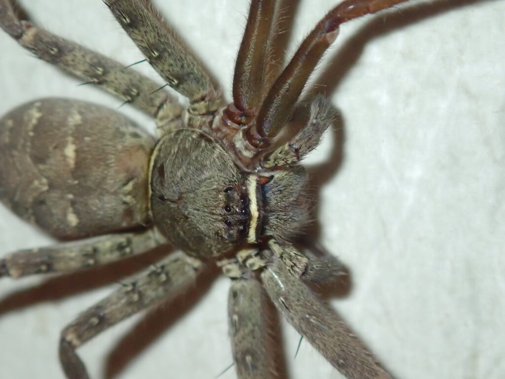 アシダカグモ