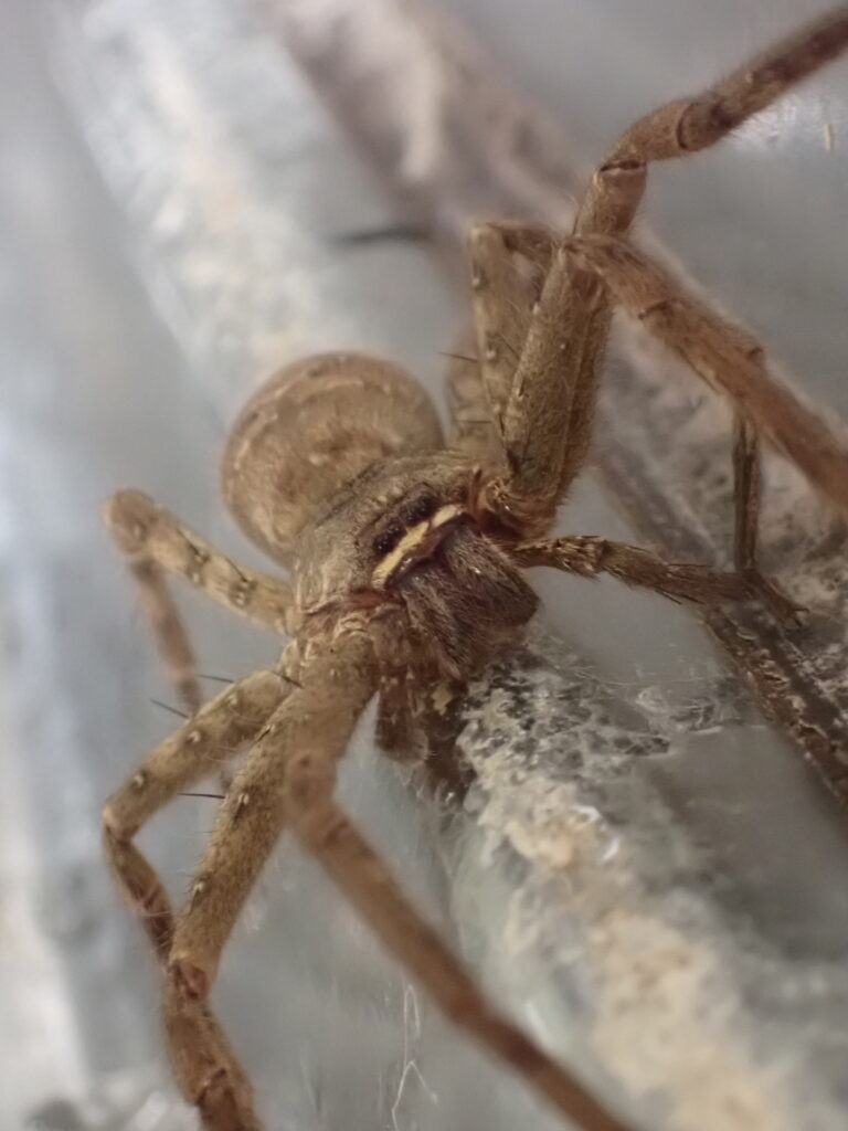 アシダカグモ