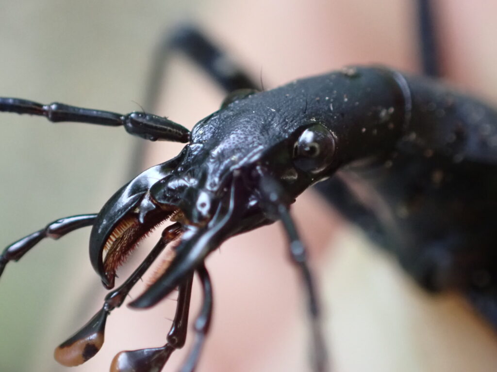 マイマイカブリの頭部