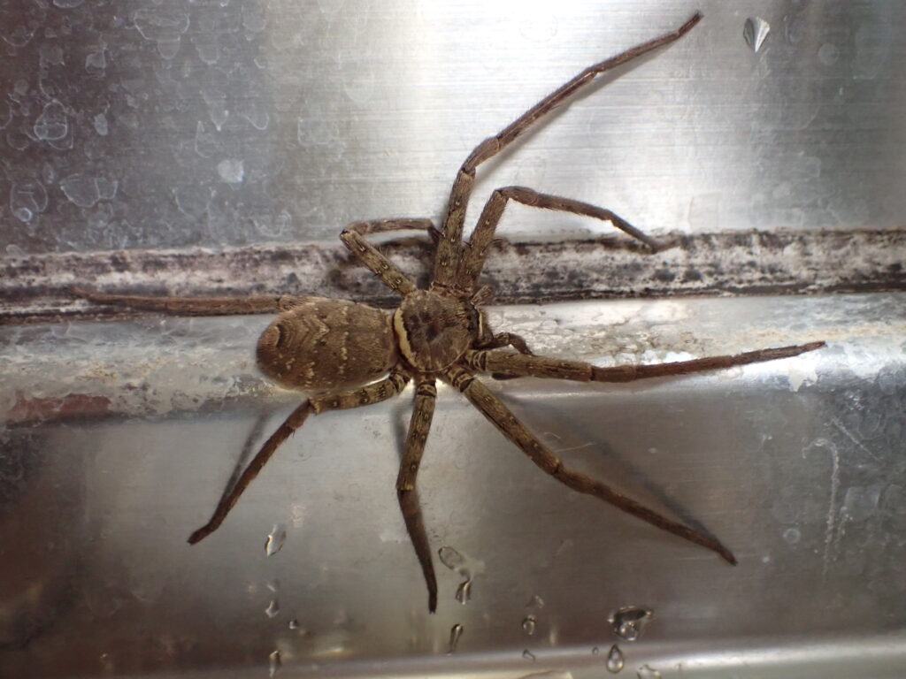 アシダカグモ