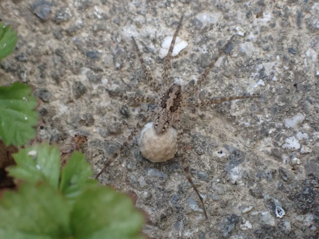 ウヅキコモリグモ