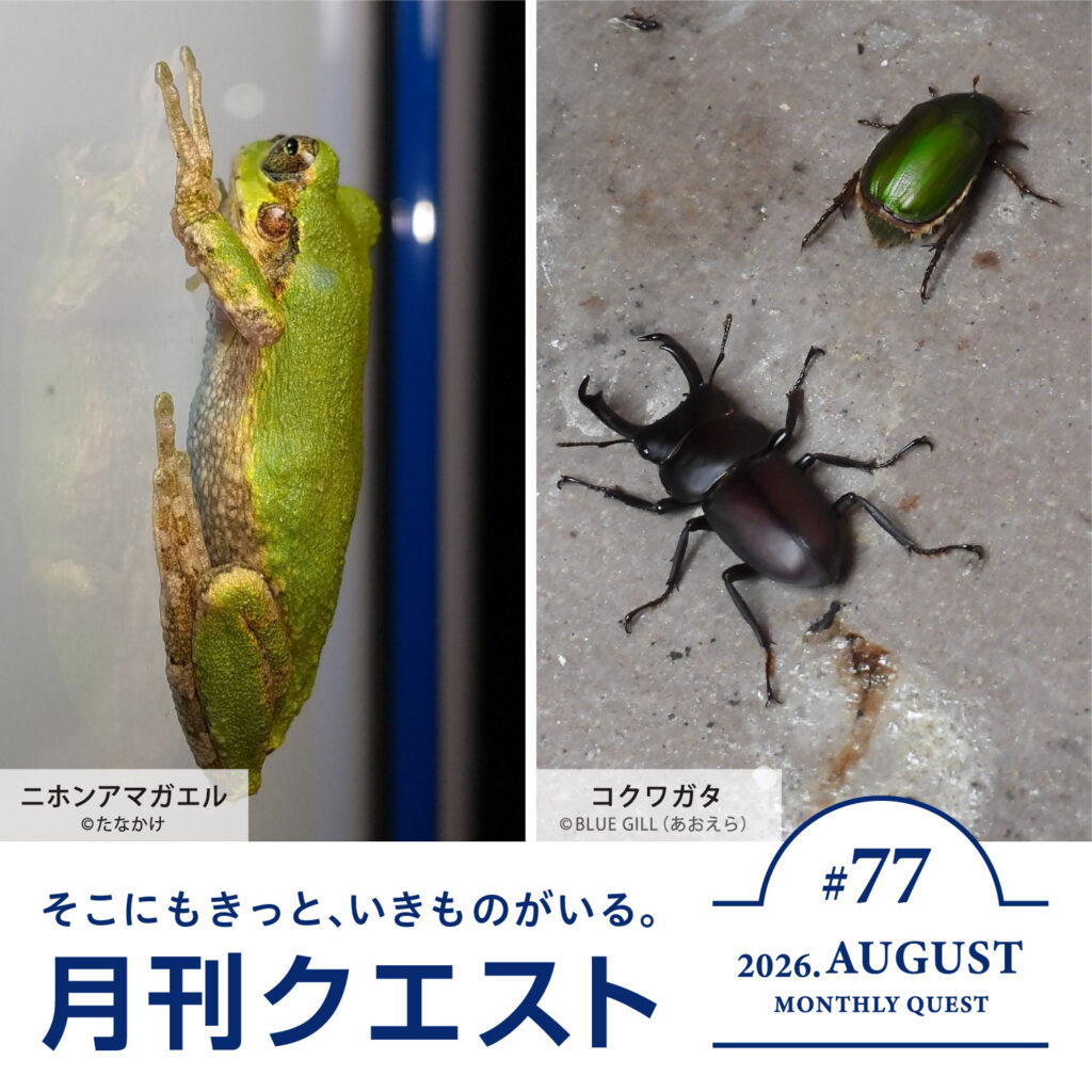 月刊クエスト2026年8月：スキルを使って夜のいきもの探しに挑戦