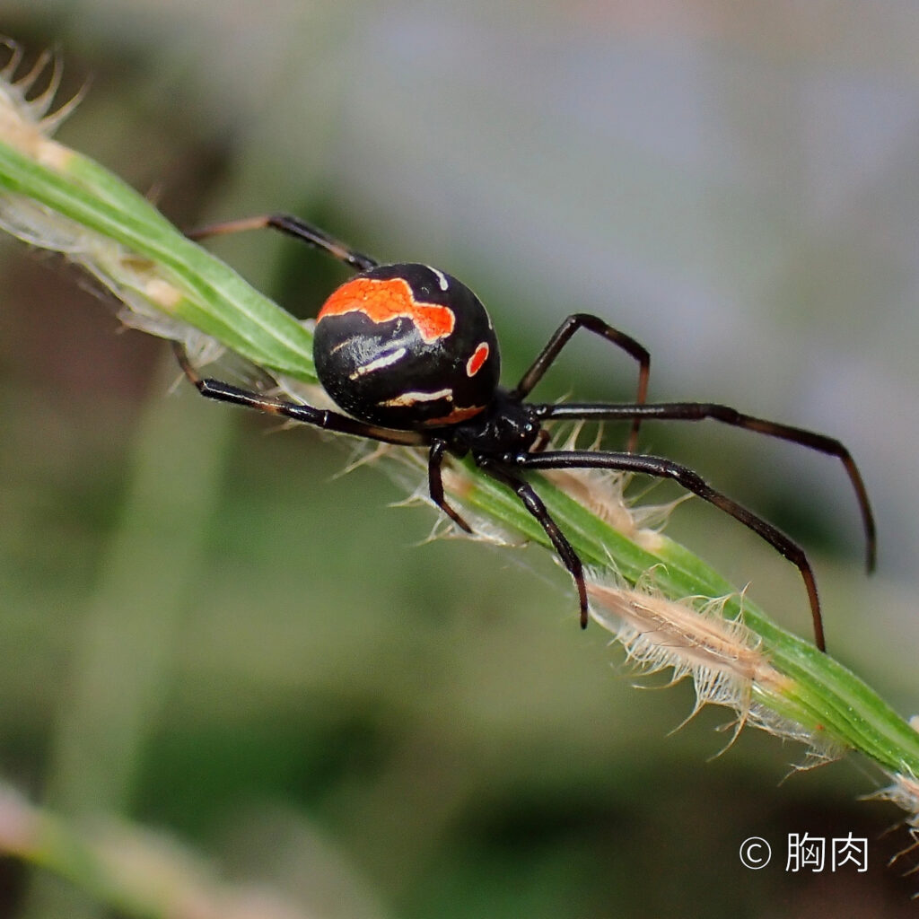セアカゴケグモ