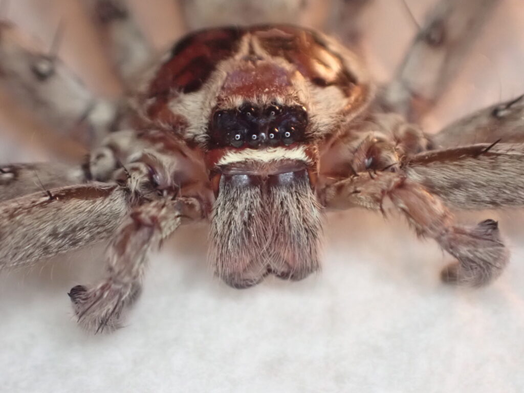 アシダカグモ