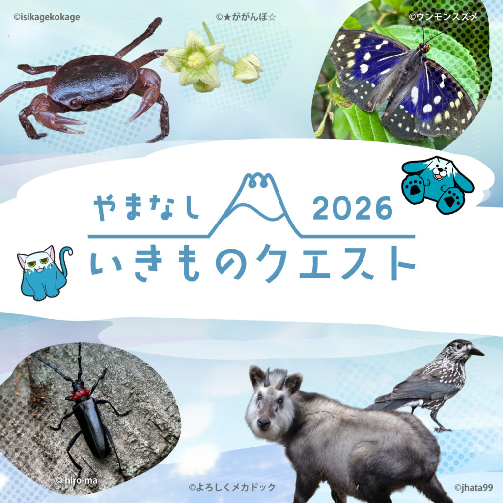 やまなしいきものクエスト2026