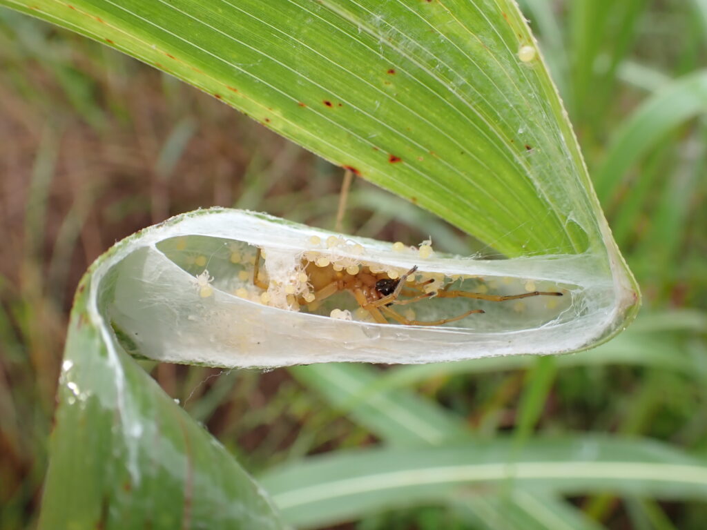 カバキコマチグモ
