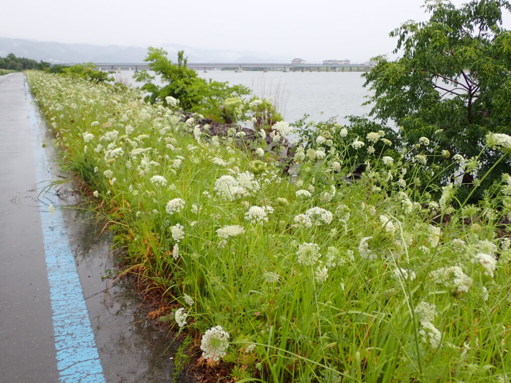 ノラニンジンが群生する河川敷