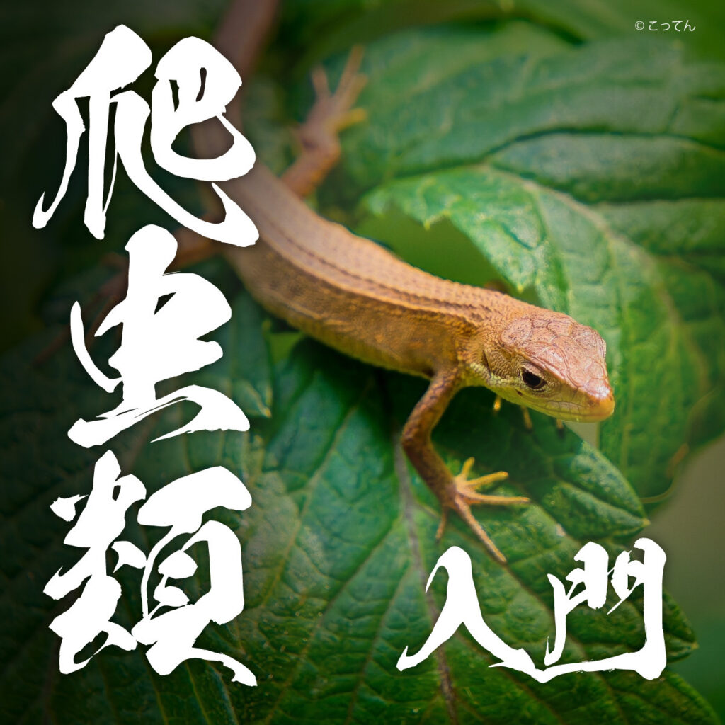 爬虫類入門 2026